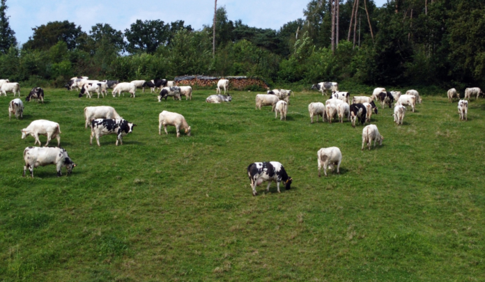 apia-sprijin-financiar-de-28-milioane-lei-pentru-crescatorii-de-animale