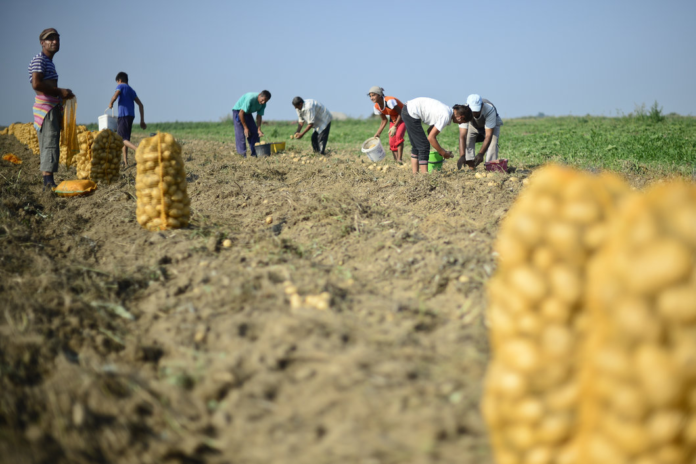 ins-raporteaza-o-scadere-a-productiei-agricole