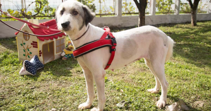 mega-targ-de-adoptii-la-timisoara-fii-eroul-unui-suflet-blanos