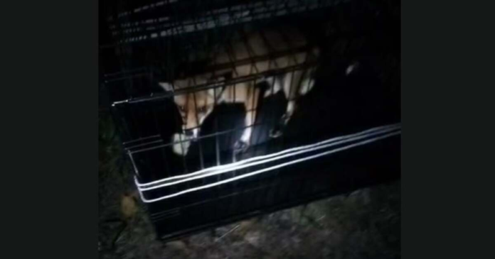 video-vulpe-capturata-in-cartierul-braytim-din-timisoara