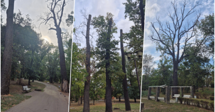cinci-stejari-seculari-vor-fi-taiati-in-parcul-poporului