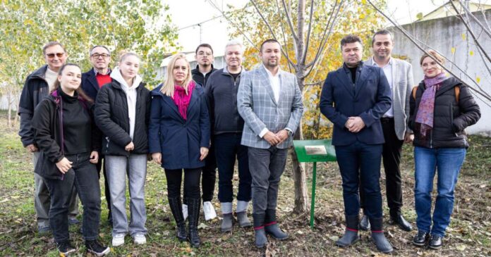 Plopi energetici plantați pe terenuri degradate din Giulvăz