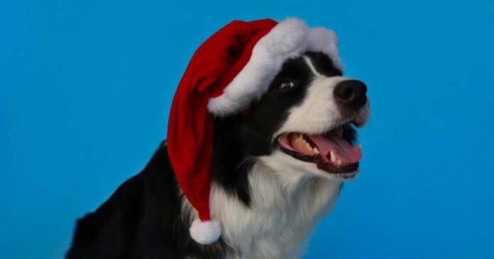 Santa Paws aduce spiritul Crăciunului la Timișoara