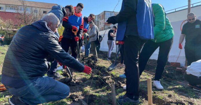 FOTO. Aproape 300 de timișoreni s-au alăturat ca voluntari la plantarea viitoarei păduri urbane din zona Bucovina.