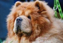 Parada celor mai frumoși câini din lume sosește la Timișoara. „Trofeul Tradițional” promite un spectacol de neuitat.