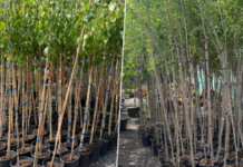 Proiect de „regenerare și reînnoire a arborilor” în cimitirul de pe Calea Șagului. Ce planuri are Horticultura