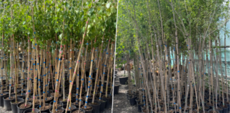 Proiect de „regenerare și reînnoire a arborilor” în cimitirul de pe Calea Șagului. Ce planuri are Horticultura
