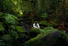 România pătrunde pentru prima dată pe harta globală a sunetelor naturale. Care sunt beneficiile pentru economie?