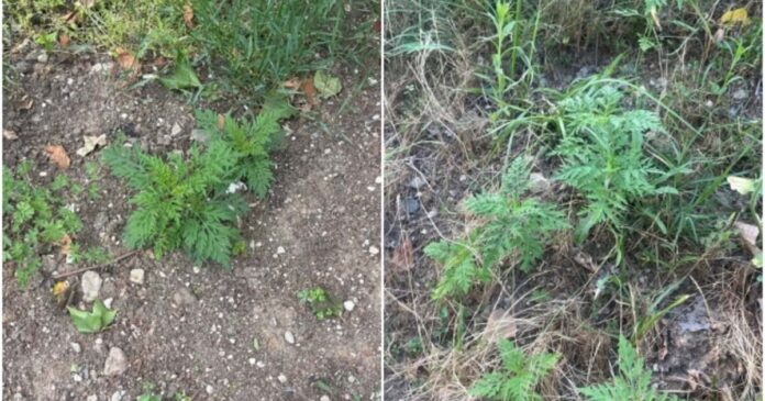 Ambrozia trebuie eradicated acum, nu în august! Ce poți face când observi planta?