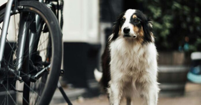 „Bike & Bark cu Maya”: tură caritabilă pe bicicletă pentru câinii salvați de Asociația Furrytales