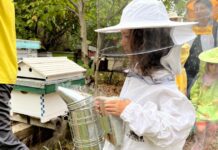 Două grădini urbane pentru albine, educație și biodiversitate în Timișoara