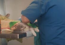 Începe o nouă campanie de sterilizare gratuită a câinilor și pisicilor în Timișoara, cu transport asigurat, dacă este nevoie.