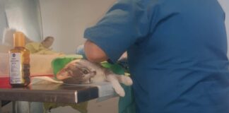 Începe o nouă campanie de sterilizare gratuită a câinilor și pisicilor în Timișoara, cu transport asigurat, dacă este nevoie.