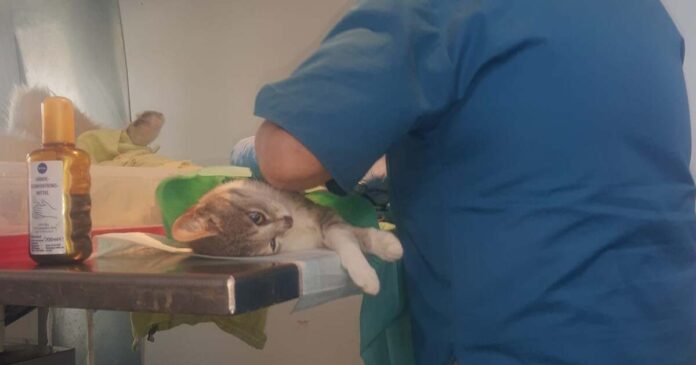 Începe o nouă campanie de sterilizare gratuită a câinilor și pisicilor în Timișoara, cu transport asigurat, dacă este nevoie.
