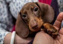 La Timișoara, câinii se plimbă cu covrigi în coadă! Actrița Christine Cizmaș a inițiat „Marea plimbare a șoricarilor”