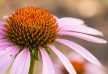 Echinaceea: Ghidul complet al plantei Echinacea Purpurea – beneficii, proprietăți și utilizări pentru sănătate! Informații disponibile pe Enigma Plant!