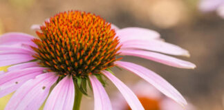 Echinaceea: Ghidul complet al plantei Echinacea Purpurea – beneficii, proprietăți și utilizări pentru sănătate! Informații disponibile pe Enigma Plant!