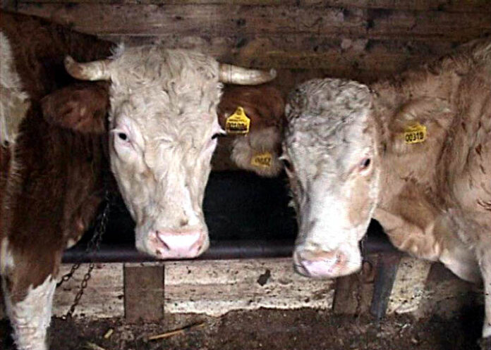 Un gigant în zootehnie: unde se ridică un complex imens pentru zeci de mii de bovine destinate exportului.