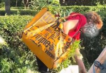 „Florile sunt pentru toți, nu pentru acasă”: Mesajul primăriei către timișorenii care fură flori din parcuri.