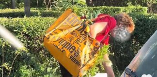 „Florile sunt pentru toți, nu pentru acasă”: Mesajul primăriei către timișorenii care fură flori din parcuri.