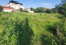 Măsuri împotriva ambroziei și în acest an: Peste 100 de timișoreni se expun riscului de amenzi de până la 20.000 de lei.