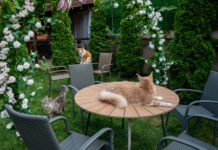 O cafenea cu 15 pisici Maine Coon se va deschide în București: cafea de specialitate, relaxare și „giganți blânzi” cu personalitate.