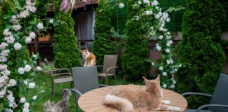 O cafenea cu 15 pisici Maine Coon se va deschide în București: cafea de specialitate, relaxare și „giganți blânzi” cu personalitate.