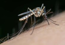 Virusul West Nile: Centrul de Transfuzie Sanguină din Timișoara impune restricții la donare din cauza unor suspiciuni de infectare.