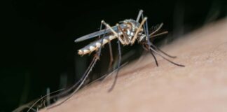 Virusul West Nile: Centrul de Transfuzie Sanguină din Timișoara impune restricții la donare din cauza unor suspiciuni de infectare.