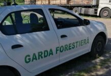 FOTO. Amenzi de zeci de mii de lei și dosare penale pentru transporturi ilegale de lemn. Bilanțul controalelor efectuate de Garda Forestieră Timișoara.