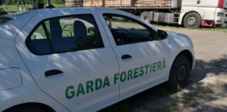FOTO. Amenzi de zeci de mii de lei și dosare penale pentru transporturi ilegale de lemn. Bilanțul controalelor efectuate de Garda Forestieră Timișoara.