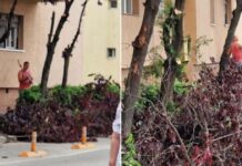 FOTO. Timișorenii nu au permisiunea de a tăia arborii de pe domeniul public! Horticultura anunță măsuri după o intervenție neautorizată.