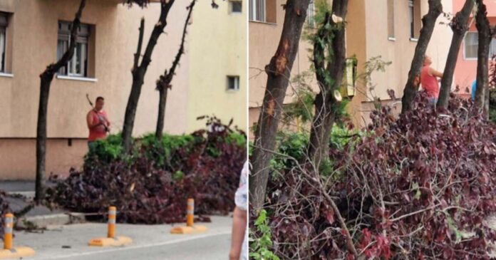 FOTO. Timișorenii nu au permisiunea de a tăia arborii de pe domeniul public! Horticultura anunță măsuri după o intervenție neautorizată.