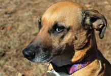 Pedalează pentru o cauză nobilă. „Bike & Bark with Maya” se întoarce la Timișoara pentru a sprijini câinii abandonați.