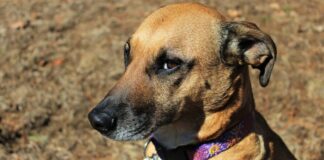 Pedalează pentru o cauză nobilă. „Bike & Bark with Maya” se întoarce la Timișoara pentru a sprijini câinii abandonați.