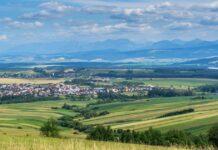 Polenul de pelin, la nivel crescut în Timișoara. Specialiștii în alergii recomandă să nu se amâne tratamentul.