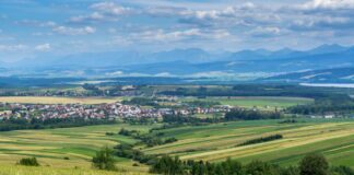 Polenul de pelin, la nivel crescut în Timișoara. Specialiștii în alergii recomandă să nu se amâne tratamentul.