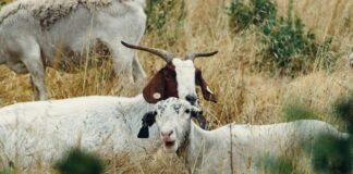 România începe vaccinarea oilor și caprelor împotriva pestei mici a rumegătoarelor. Primele județe incluse în program.