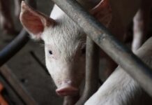 Se elimină restricțiile după lichidarea focarelor de pestă porcină africană din Timiș. Ce măsuri rămân valabile