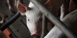 Se elimină restricțiile după lichidarea focarelor de pestă porcină africană din Timiș. Ce măsuri rămân valabile