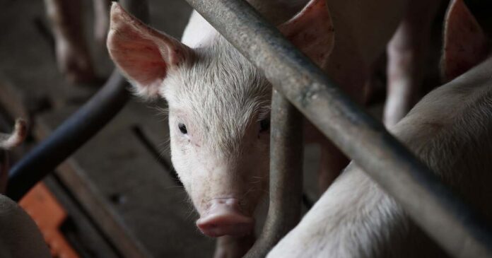 Se elimină restricțiile după lichidarea focarelor de pestă porcină africană din Timiș. Ce măsuri rămân valabile