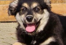 Zeci de câini și pisici își caută o familie la Timișoara. Târgul de adopții revine.