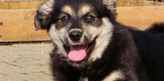Zeci de câini și pisici își caută o familie la Timișoara. Târgul de adopții revine.