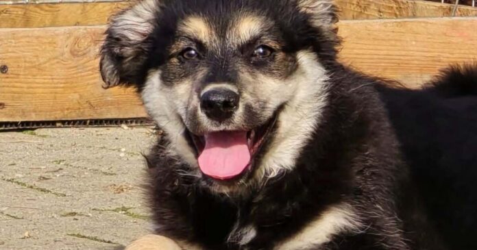 Zeci de câini și pisici își caută o familie la Timișoara. Târgul de adopții revine.