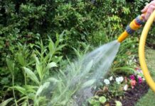 Canicula exercită presiune asupra rețelei de apă. Aquatim le solicită timișenilor să evite udarea grădinilor cu apă potabilă.
