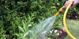 Canicula exercită presiune asupra rețelei de apă. Aquatim le solicită timișenilor să evite udarea grădinilor cu apă potabilă.