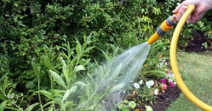 Canicula exercită presiune asupra rețelei de apă. Aquatim le solicită timișenilor să evite udarea grădinilor cu apă potabilă.