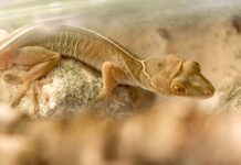 Expoziție permanentă pentru iubitorii de reptile și animale exotice la Timișoara