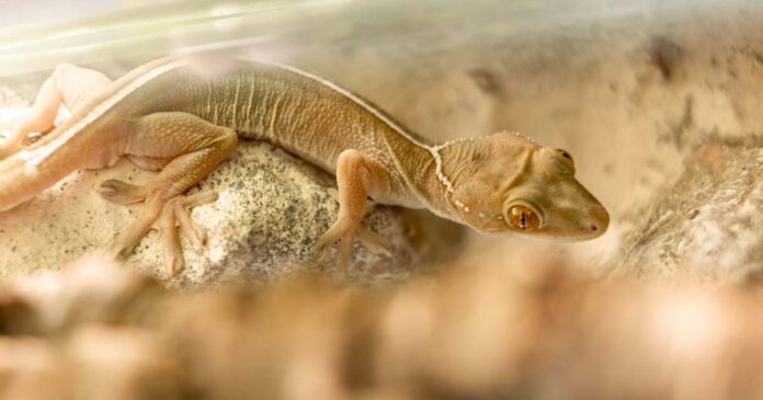Expoziție permanentă pentru iubitorii de reptile și animale exotice la Timișoara