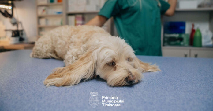 FOTO. Zeci de timișoreni și-au sterilizat deja gratuit pisicuțele și cățelușii. Încă aveți timp suficient să o faceți și voi.